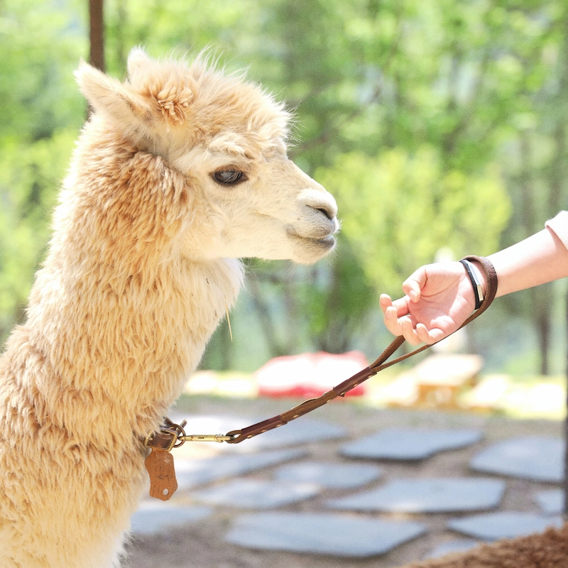 alpaca-monferrato-chill-escape-piedmont Chill experience with Alpaca in Asti, Monferrato in Piedmont region
