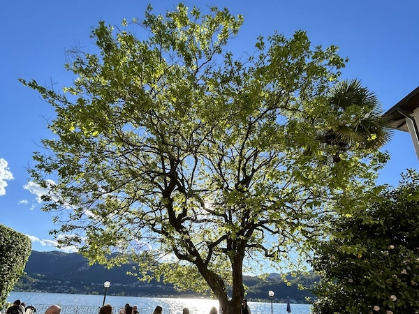 Tree at the Orta lake, to convey that DiscoverBridge has good bonds in our territory and good connections to local travel companies and ecosystem